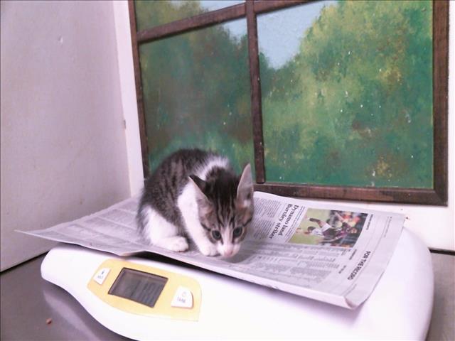 Adoptable Cat