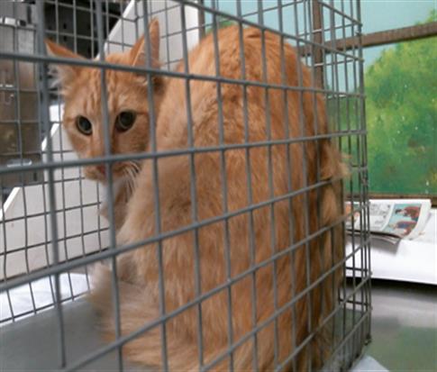 Adoptable Cat