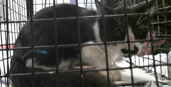 Adoptable Cat