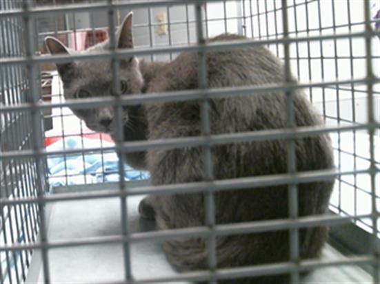 Adoptable Cat