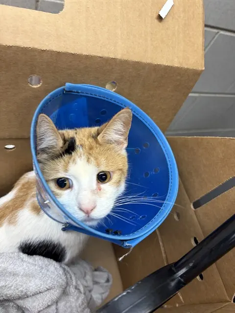 Adoptable Cat