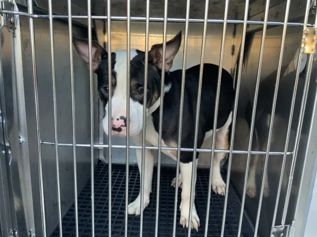 Adoptable Dog