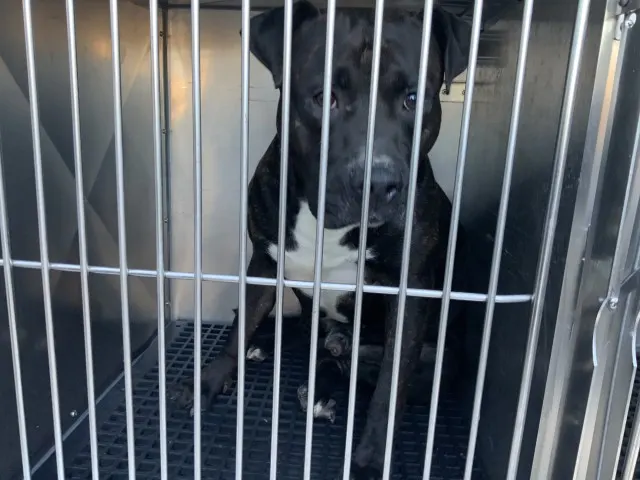 Adoptable Dog
