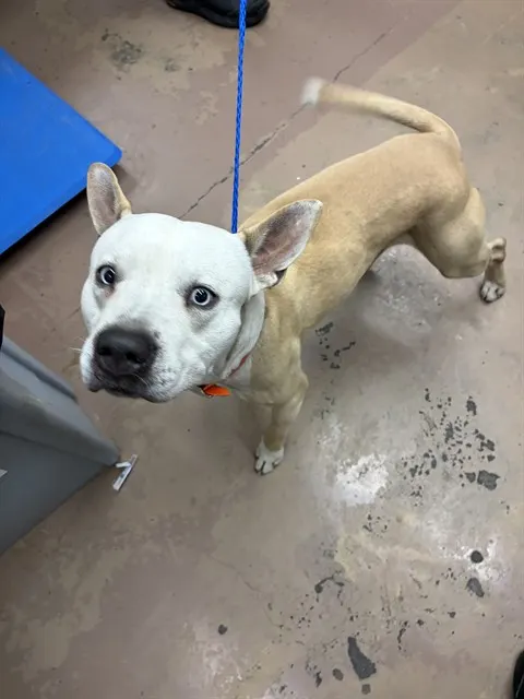 Adoptable Dog