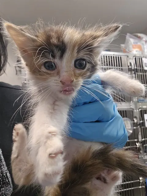 Adoptable Cat