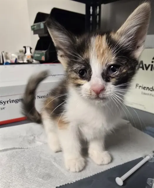 Adoptable Cat