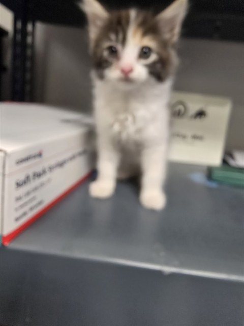 Adoptable Cat