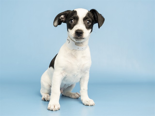Cheesy Gordita