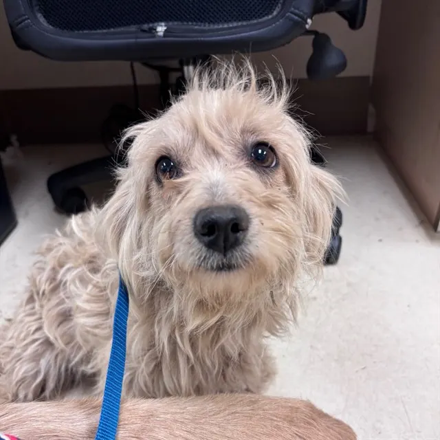 Adoptable Dog
