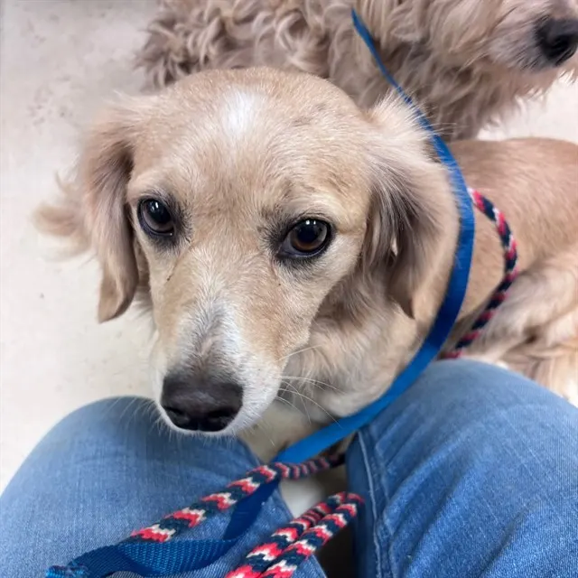 Adoptable Dog
