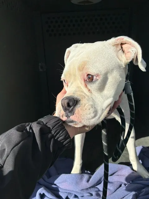 Adoptable Dog