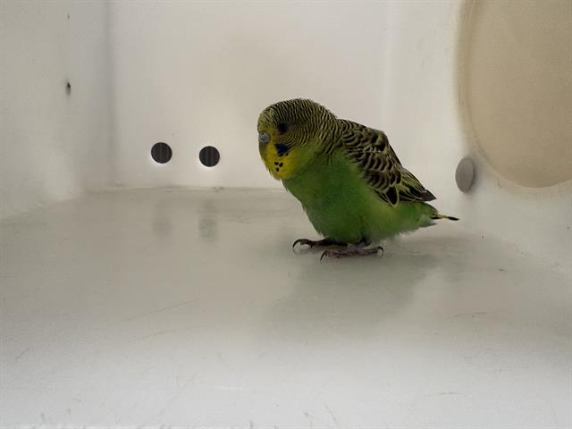 Wasabi