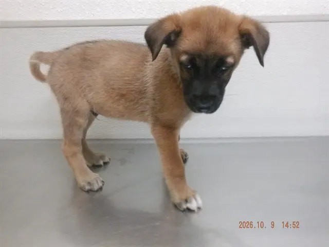 Adoptable Dog