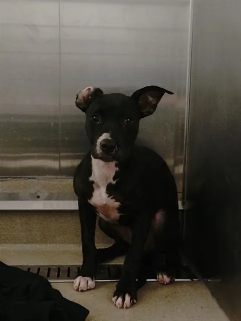 Adoptable Dog
