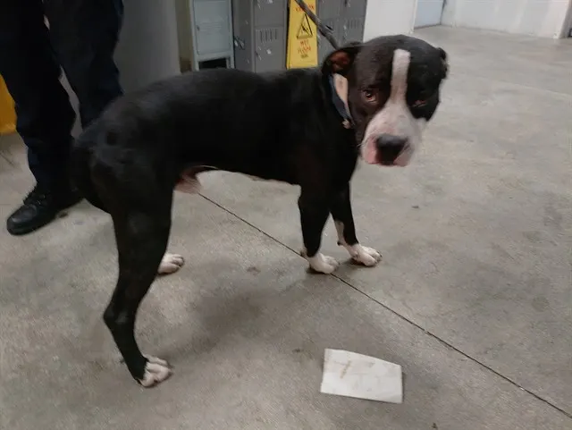 Adoptable Dog