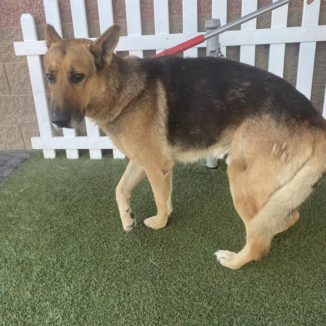 Adoptable Dog