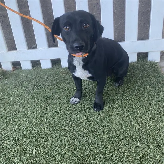 Adoptable Dog