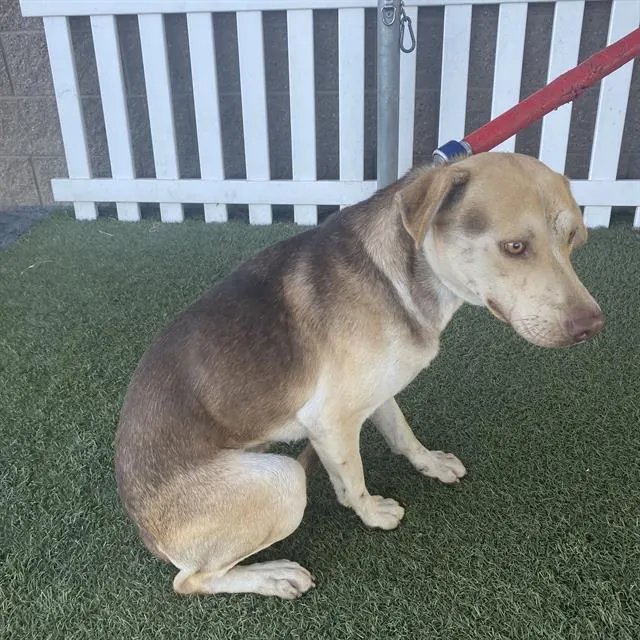Adoptable Dog