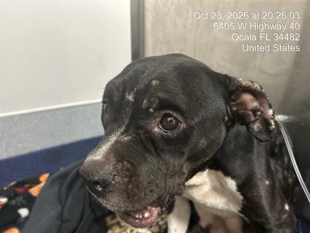 Adoptable Dog