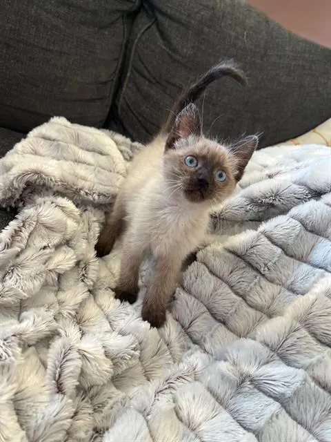 Bagel