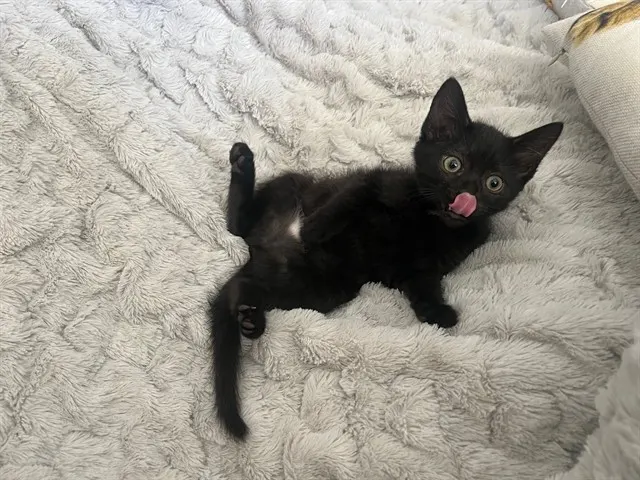 Burnt Toast