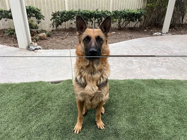 Adoptable Dog