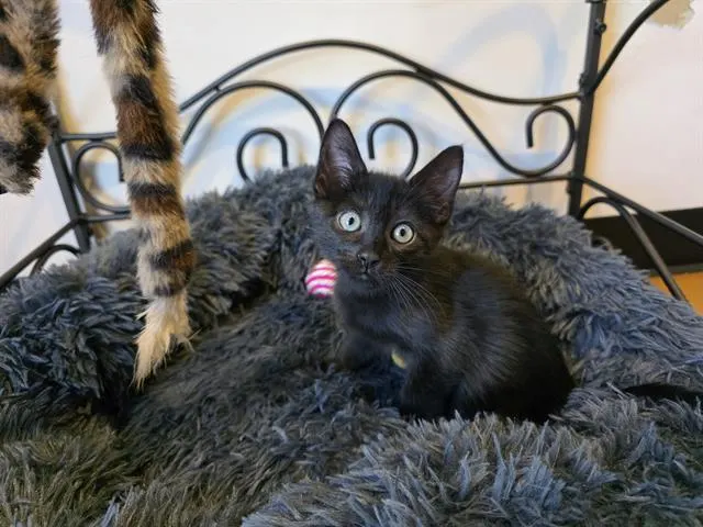 Salem