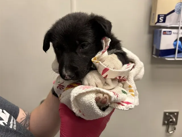 Adoptable Dog