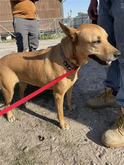Adoptable Dog