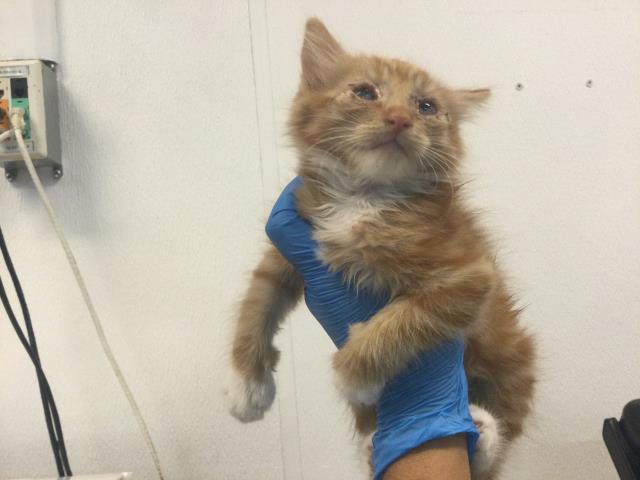 Adoptable Cat