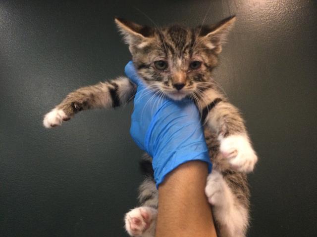 Adoptable Cat