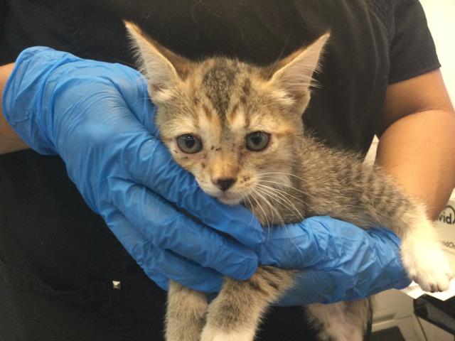Adoptable Cat