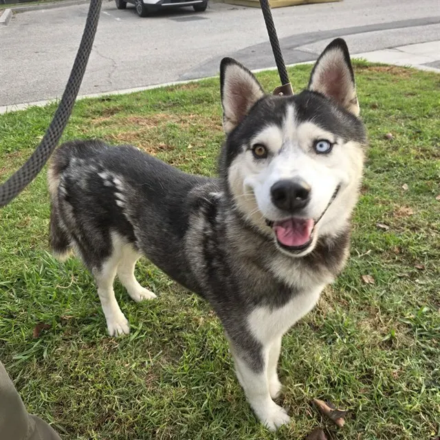 Koda