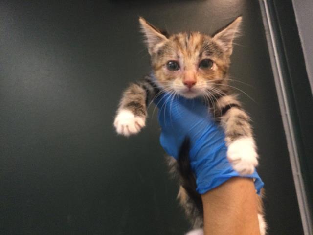 Adoptable Cat