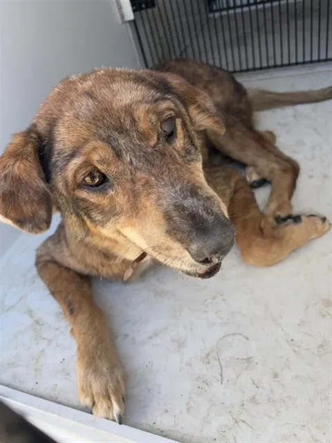 Adoptable Dog
