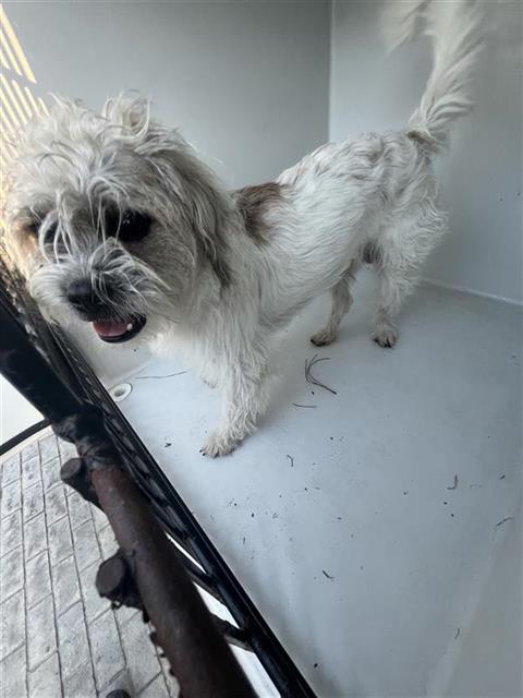 Adoptable Dog