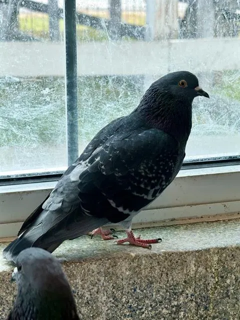 Griffin