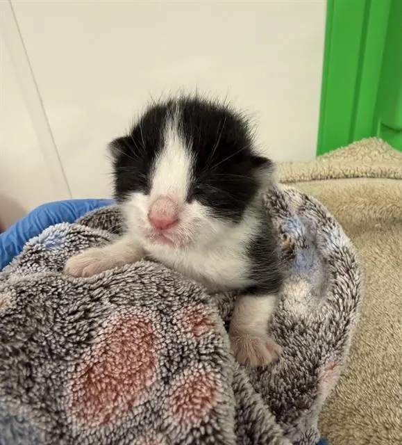 Doodoo Fart - In Foster
