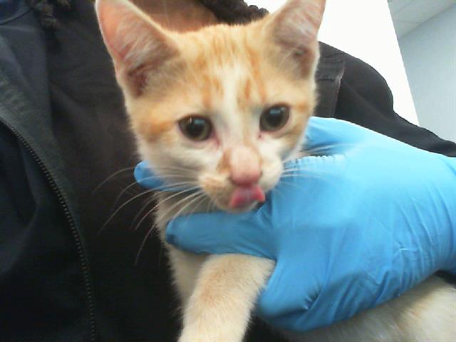 Adoptable Cat