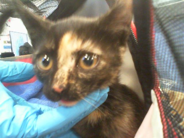 Adoptable Cat