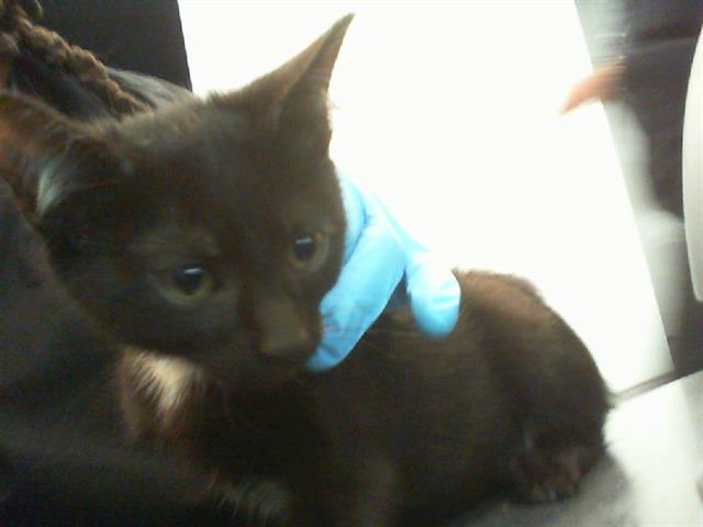 Adoptable Cat