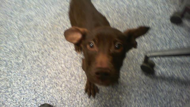 Adoptable Dog