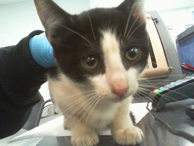 Adoptable Cat
