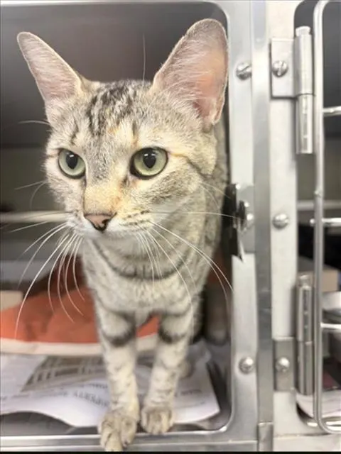 Adoptable Cat