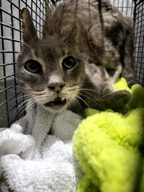 Tim Purrton