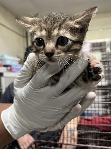 Tiny Theresa