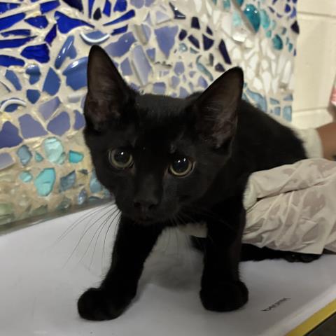 Niro