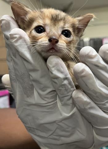 Tiny Tabitha