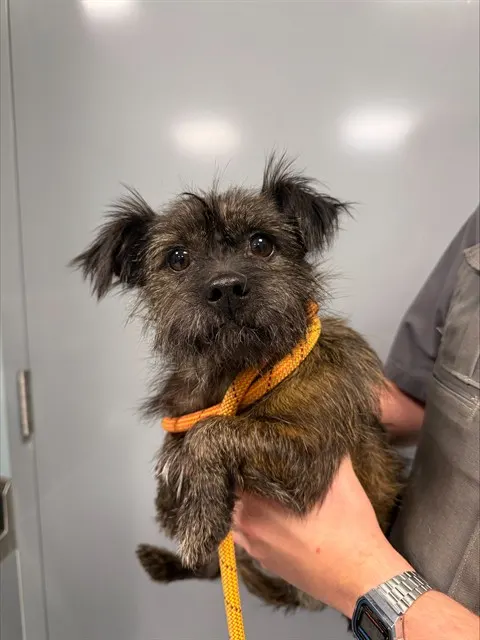 Gizmo