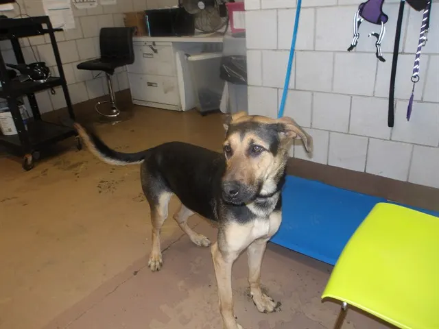 Adoptable Dog